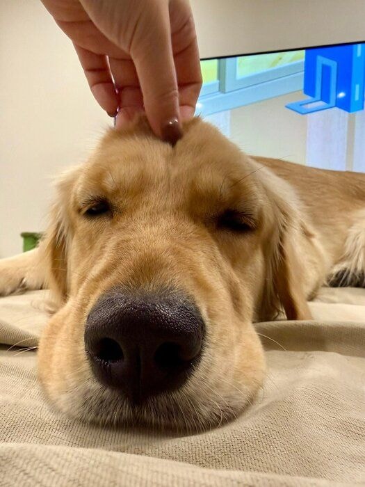 飼い主さんになでられているゴールデン・レトリバー