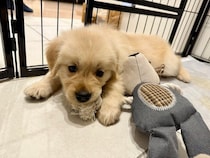 おもちゃと変わらない大きさだった生後2カ月のゴールデン子犬→1年後、すくすく大きく育った姿にほっこり！