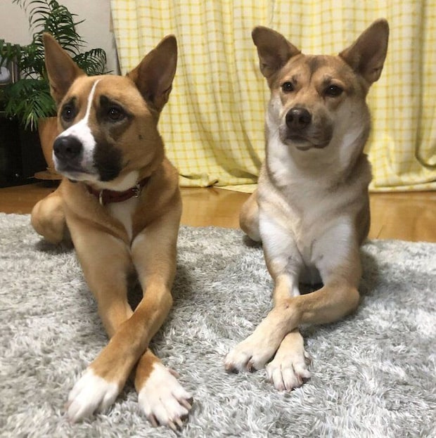 ゴハンのトッピング待ちをするあんこちゃん、もちちゃん