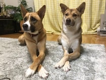 ゴハンのトッピング待ちで“息ぴったり”！　2頭の元保護犬に見られた可愛すぎる“シンクロ行動”とは？｜獣医師解説