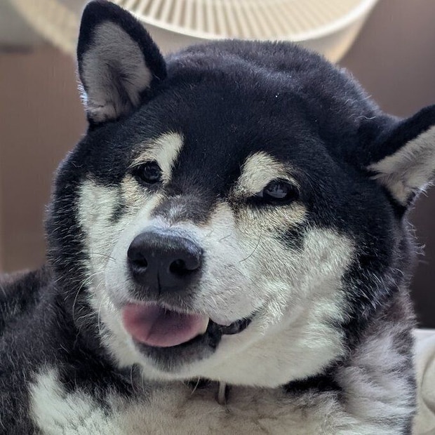 嬉しそうな顔をする春吉くん