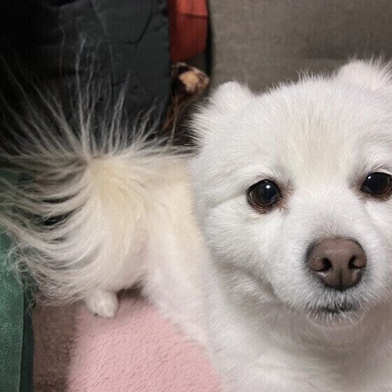 静電気でしっぽがふわふわに