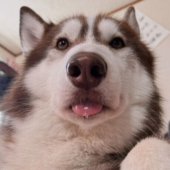 犬のウィンターノーズ(スノーノーズ)とは 冬に犬の鼻の色が変わる原因は? いぬのきもち