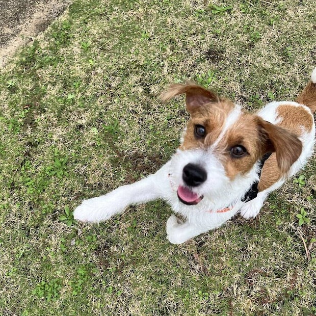 「ドッグランやお散歩が大好き」というぱやちゃん