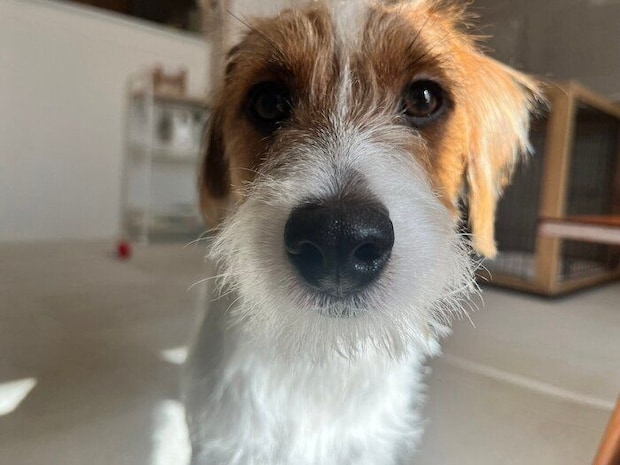 別の日の様子　飼い主さんを見つめるぱやちゃん