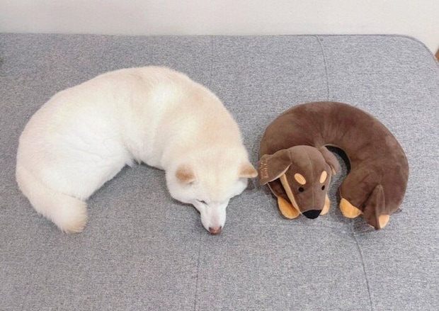 「カシューナッツ」に見えるゆきちゃん