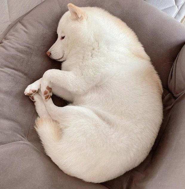 丸くなって眠るゆきちゃん