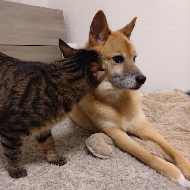 コタロウくんのニオイを嗅ぐノアちゃん