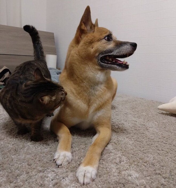 コタロウくんのニオイを嗅ぐノアちゃん