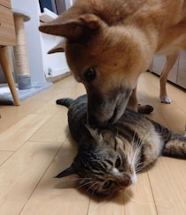 お互いのニオイを“吸い合う”元保護犬と妹猫　べったりではない絶妙な距離感に胸キュン！