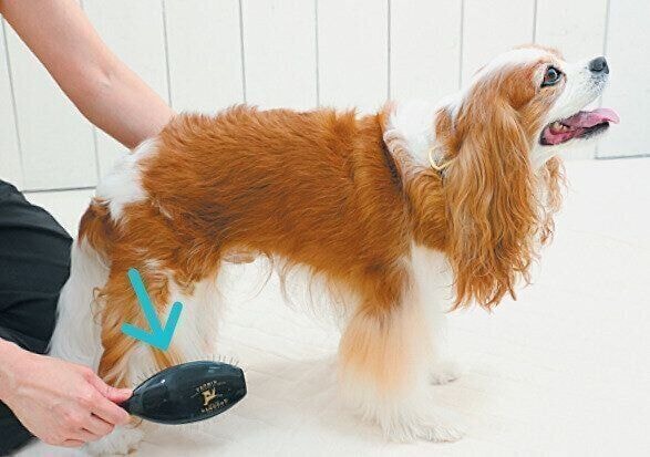 ピンブラシでとかされる長毛犬