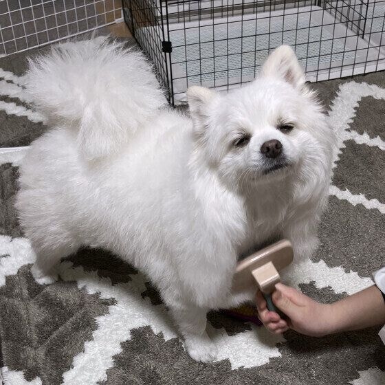 ブラッシングされるポメラニアン