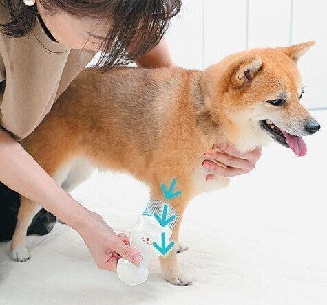 熊手型ブラシでとかされる犬