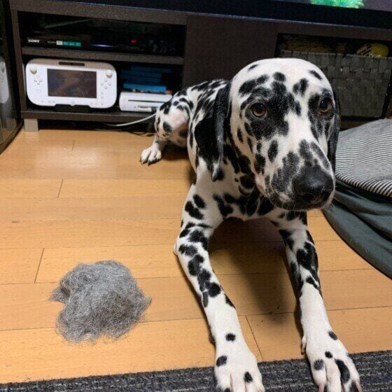 抜け毛の取れたダルメシアン