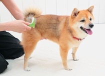 犬の抜け毛のお悩み・問題を解決！犬の抜け毛の正しいお手入れ方法とは