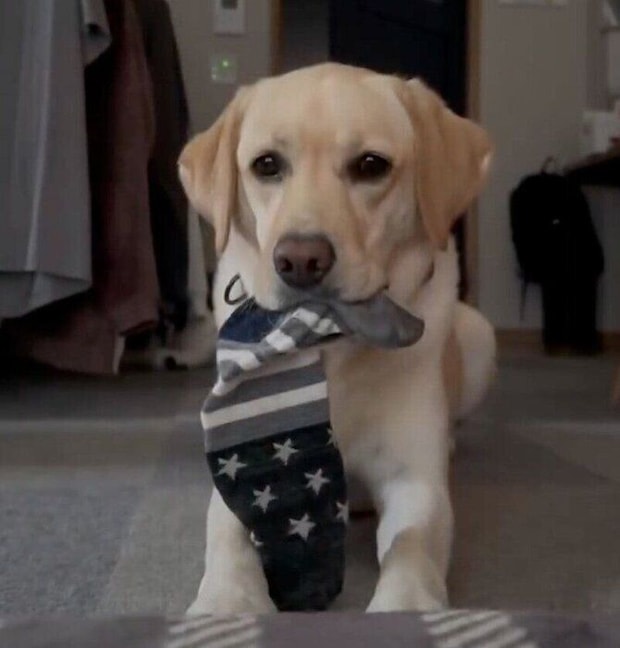 靴下をくわえながら飼い主さんを起こすぼんちゃん