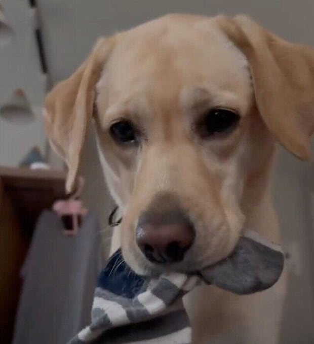 靴下をくわえながら飼い主さんを起こすぼんちゃん