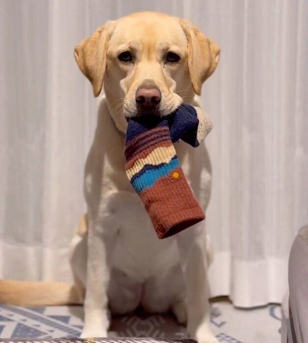 靴下をくわえるぼんちゃん