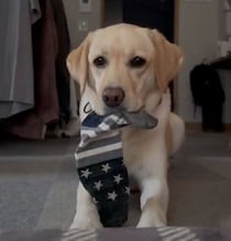 飼い主を起こしたいラブラドールが靴下をくわえて“無言の圧”!?行動に隠れた心理を獣医師が解説