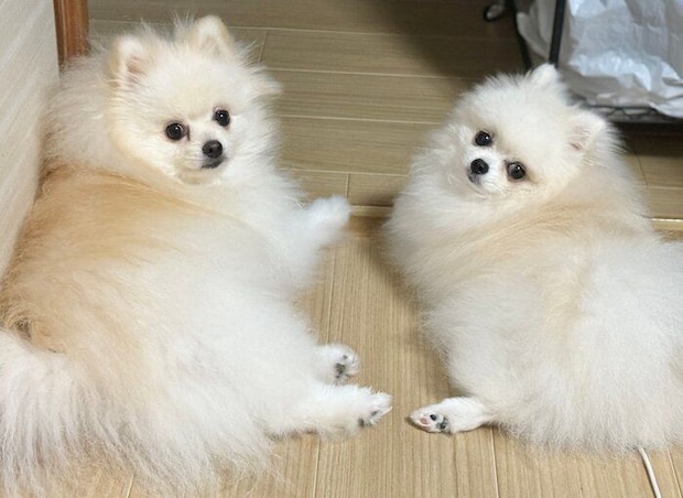 振り向くももちゃん、ななちゃん