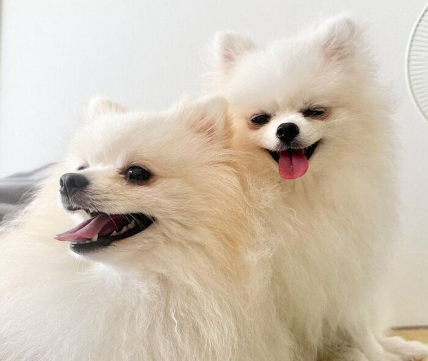 楽しそうなももちゃん、ななちゃん