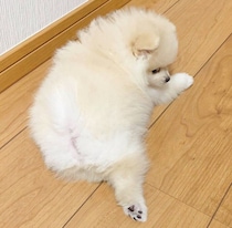 「垂れ耳」はわずか1カ月だけ　生後2カ月のポメラニアンが、5才でふわふわ成犬になるまで