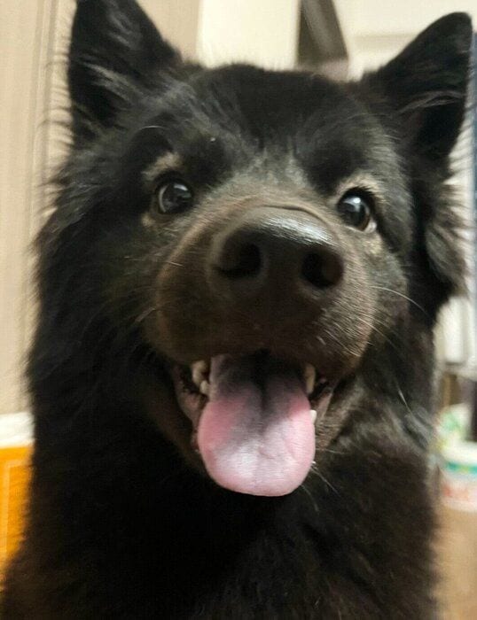 笑顔が可愛いシュレディンガーくん