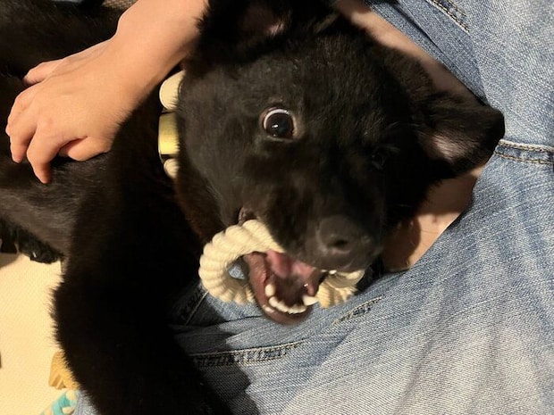 おもちゃで遊ぶシュレディンガーくん