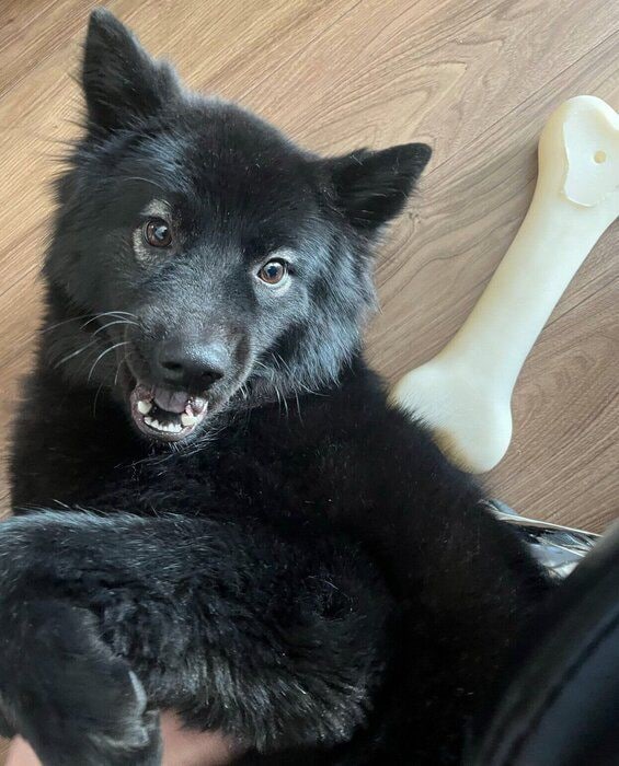 寝転がるシュレディンガーくん