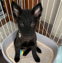 繊細でビビりだった保護子犬と家族になって2年　「心を許してくれた」と感じた成長にほっこり