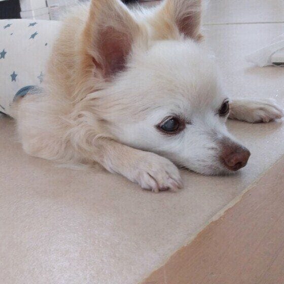 チワワのビスコくん(当時14才)