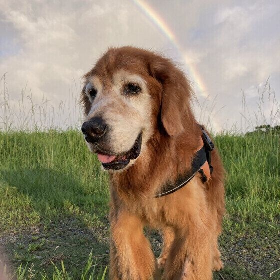 ゴールデン・レトリーバーのチョコくん（当時14才）