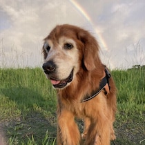 犬のシニア中期・後期って？　老化スピードゆるやかにするコツを獣医師が解説