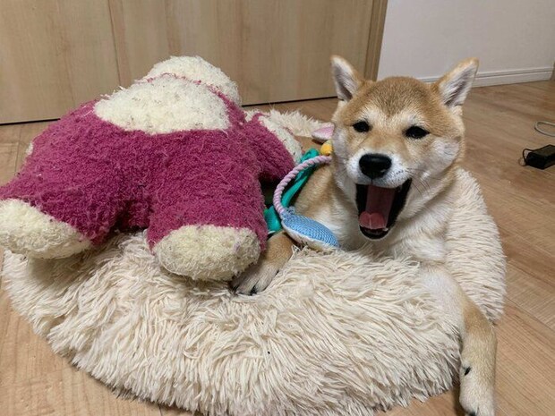 大好きなものに囲まれる豆吉くん