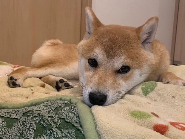 まったりする豆吉くん