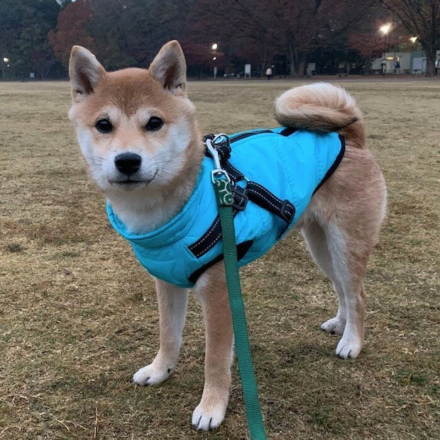 散歩をする豆吉くん