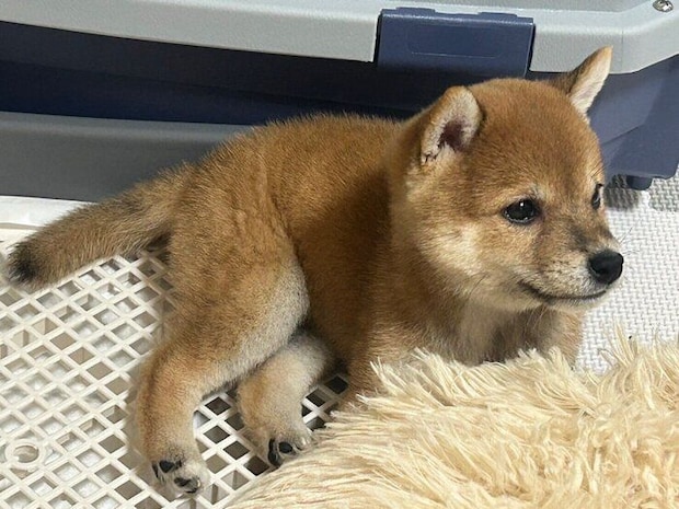 お迎え初日に撮影した豆吉くん