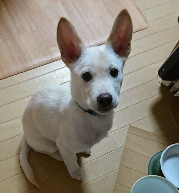 お迎えしたばかりのころのクーちゃん