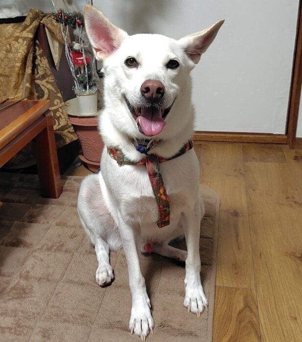 ニコニコ笑顔のクーちゃん