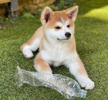 “ぬいぐるみ”のようだった秋田犬の子犬→4年後にはたくましい姿に！　言葉を理解する賢いコに成長