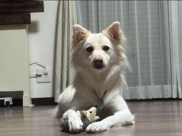 ぬいぐるみと犬