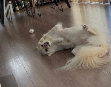 くつろいでいる様子の犬