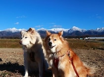 2026年今年の目標【穴澤賢の犬のはなし】