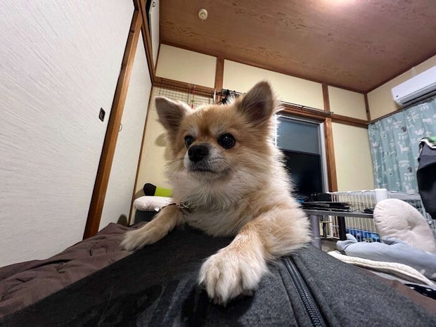 飼い主さんに「かまってアピール」をする様子の犬