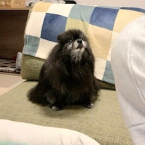 まだ早い時間から「そろそろ寝よう」とアピールする15才のポメラニアン　“自分らしく”過ごす愛おしい姿にほっこり