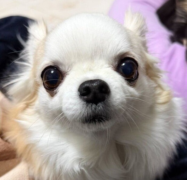 見つめる小羽ちゃん