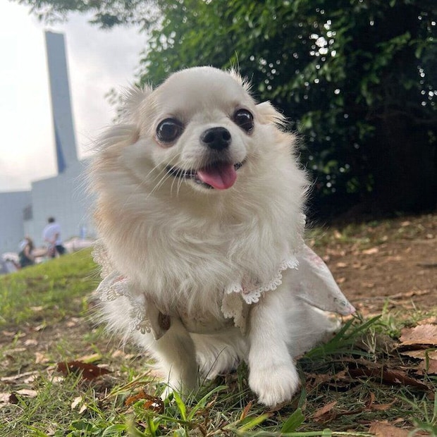 ドッグランを楽しむ小羽ちゃん