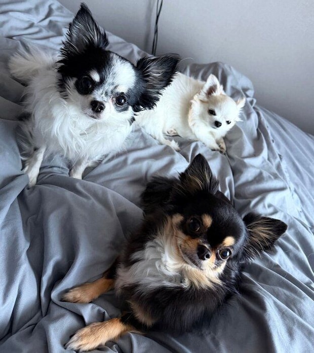 3頭の保護犬たち