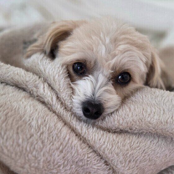 毛布にくるまるララちゃん