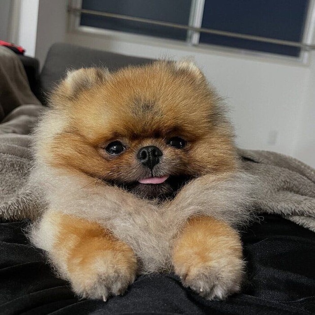 穏やかな表情がかわいらしいぶぶ丸くん